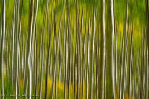 Abstract Aspens Jason P Odell Photography