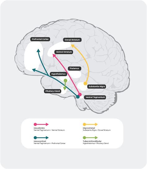 Neurochemical Basis Of Schizophrenia