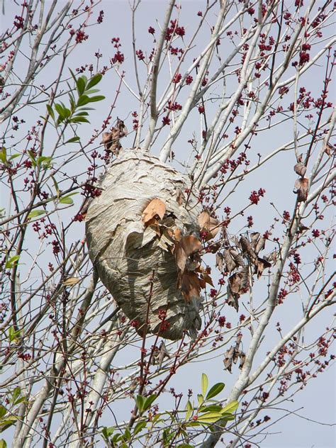 Kicking Up A Hornets Nest Photograph By Warren Thompson
