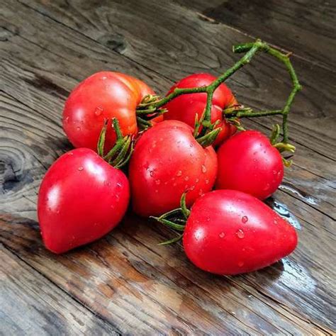Anna Russian Beefsteak Tomato Meraki Seeds
