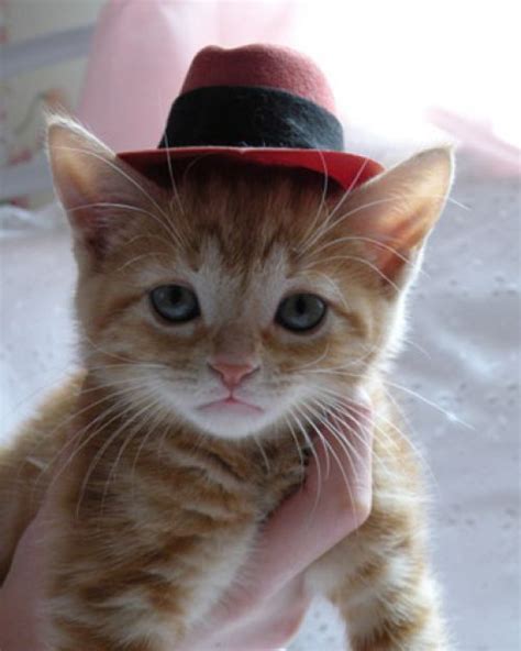 53 Best Images About Cats In Hats On Pinterest Cats 5