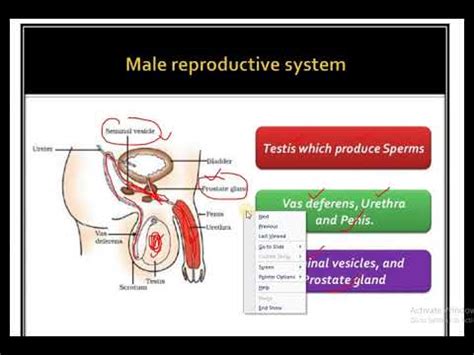 Male Reproductive System Class 10 YouTube