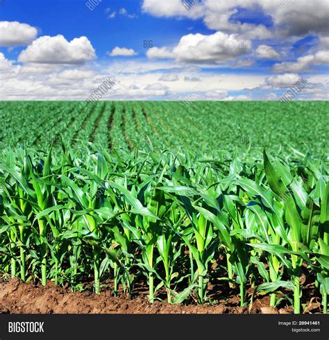 Beautiful Green Maize Image And Photo Free Trial Bigstock