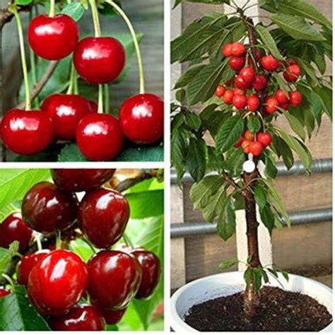 Dwarf Cherry Tree Fruit