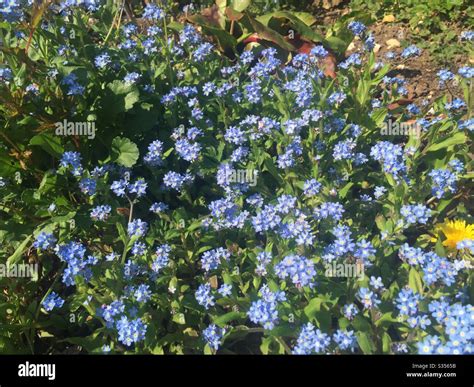 Flowers Forget Me Nots Stock Photo Alamy