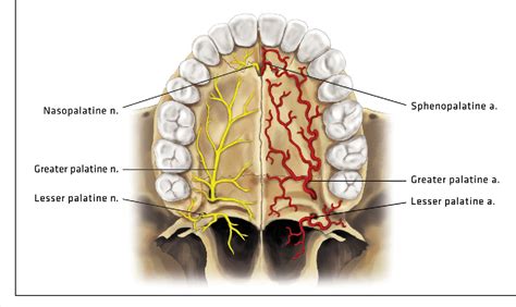 Figure 1 From Anatomy And Clinical Significance Of The Maxillary Nerve