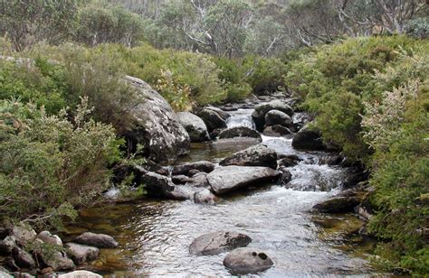 Thredbo River Track Nsw National Parks