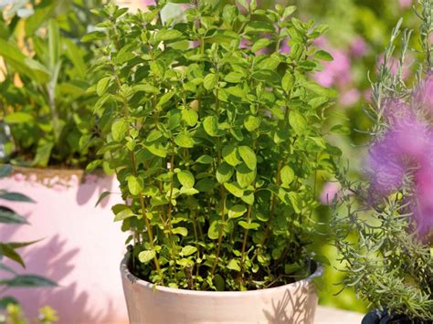 Italian Oregano 500 Seeds Origanum Vulgare Medicinal Etsy