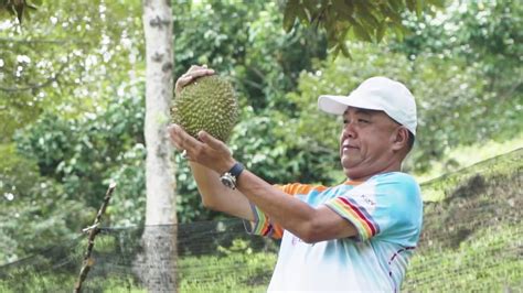 We did not find results for: Balik Pulau, Penang: The hunt of King of Fruit - Durian ...