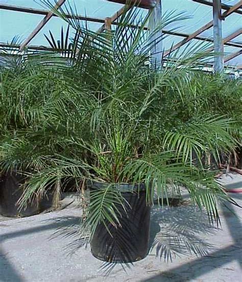 Palm Tree Species Name