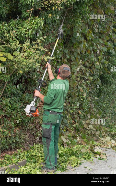Trimming A Hedge Stock Photo Alamy