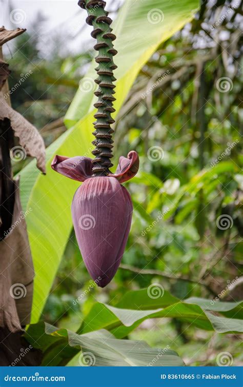Closeup Of Purple Blossom Of Banana Plant In Jungle Of Cameroon Africa