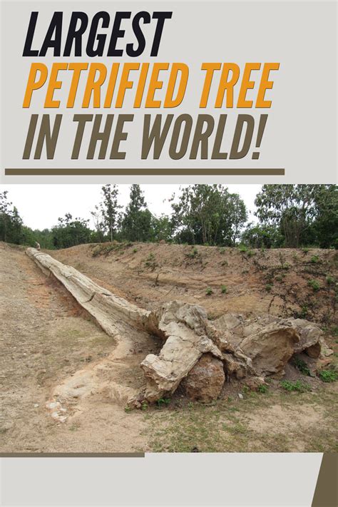 The Largest Petrified Tree Stump In The World Trees Of Australia