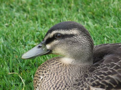 Nz Duck Stock Image Image Of Facing Zealand Sholders 56829397