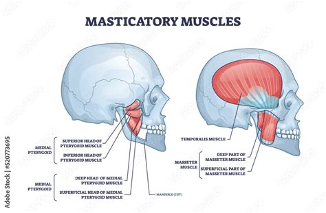 Masticatory Muscles And Cheek Bones Muscular System Anatomy Outline
