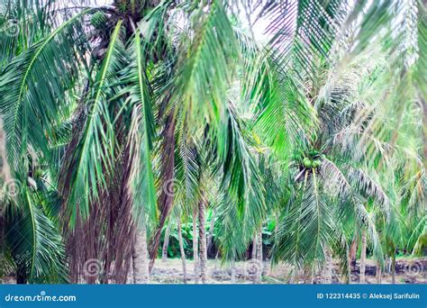 Coconut Palm Trees Perspective View From Floor High Up Stock Image