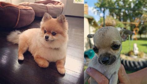 Pomeranian Vs Chihuahua Breed Comparison Mydogbreeds