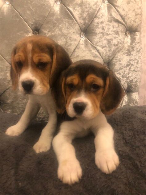 8 Week Old Beagle Puppies