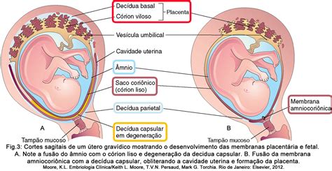 Cap 6 Placenta E Membranas Fetais Embrionhands