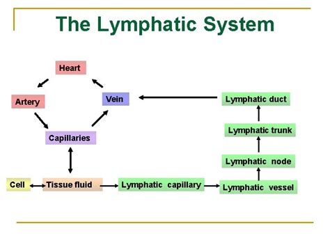 The Lymphatic System Shandong University Liu Zhiyu Introduction