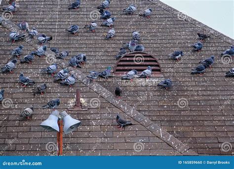 Pigeons Roosting On Roof Stock Photo Image Of Outdoors 165859660