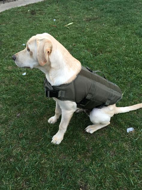 Tactical K9 Vest Vests Canine Tactical Labrador Retriever Dogs