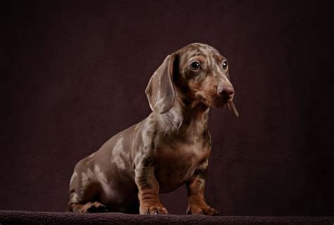 What Is A Double Dapple Dachshund And Their Serious Health Concerns The
