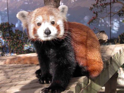 Red Panda Fun Facts The Chinese Name For The Red Panda Is Flickr