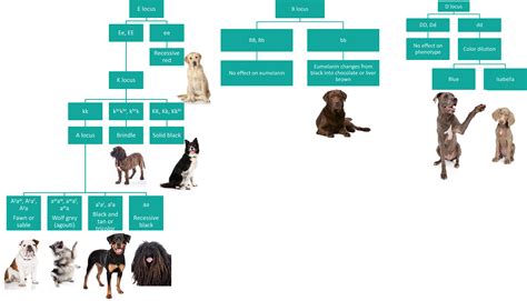 French Bulldog Color Genetics Chart - Happy Living