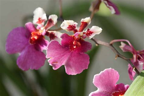 How To Grow And Care For Oncidium Orchids Odontoglossum