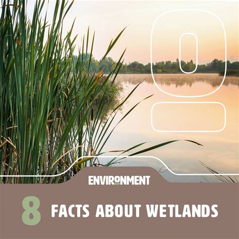 8 Facts About Wetlands Environment Co
