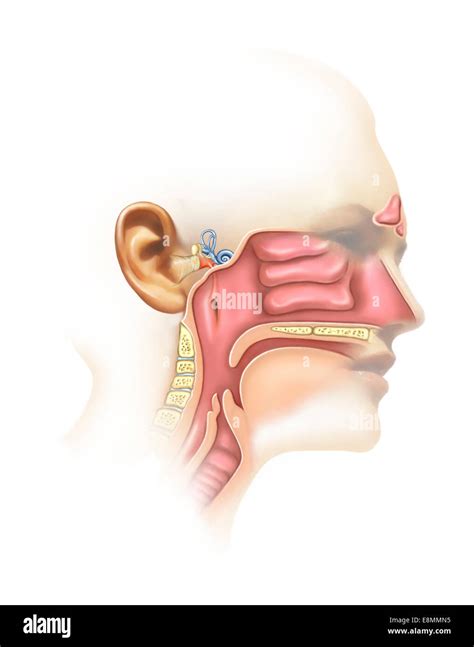 Anatomía del oído medio y los senos paranasales Fotografía de stock Alamy