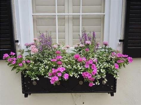 30 Best Flowers For A Flower Box
