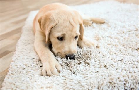 How To Get Rid Of Dog Diarrhea Smell 4 Effective Methods