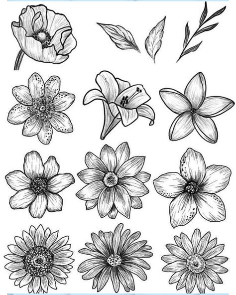 Pin On Flowers Drawing