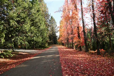 Free Images Tree Nature Forest Outdoor Road Trail Street Leaf