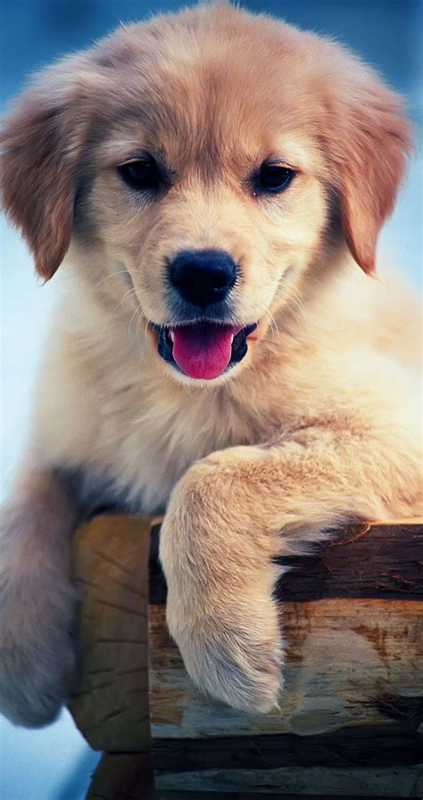 Dog Wallpapers Are Added Beautiful And Cute Dogs For Your