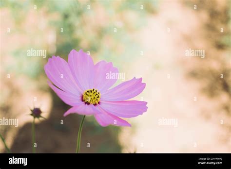 Pink Cosmos Flower With Blur Background Stock Photo Alamy