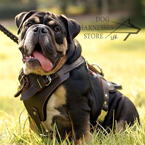 High quality bulldog harnessequipment for your dogbest pricesfast deliveryguaranteebulldog breed dog harnessbulldog harnessxxl dog harness bulldogleather dog harnessnylon dog harness. Leather Harness for Dogs in Protection UK - £50.15