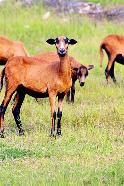 Barbados ~ Blackbelly Sheep As Seen By Hgittens Boer Goats Sheep Breeds Sheep Farm