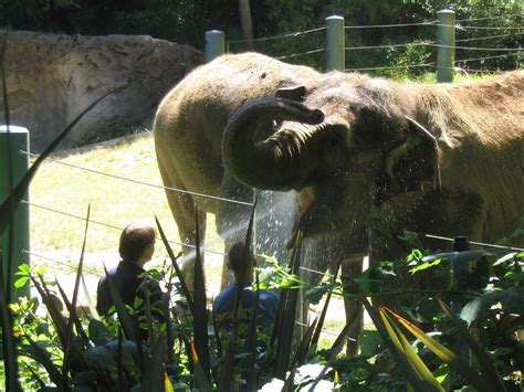 Woodland Park Zoo 064 The Caretakers Were Cooling Down The Flickr