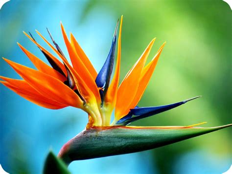 Floralife Bird Of Paradise