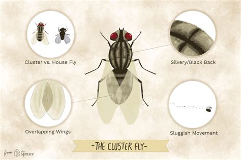 How To Get Rid Of Cluster Flies