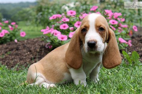 Their mournful eyes, droopy leathers, domed head, drooling flews, and dwarf legs add to the basset's clownish demeanor. Basset Hound puppy for sale near Lancaster, Pennsylvania | 256389ec-2aa1