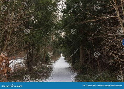 Snow Covered Dark Path In The Woods Stock Photo Image Of Road