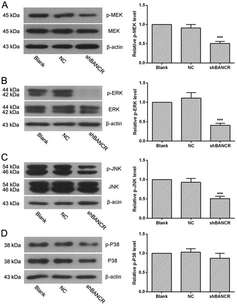 Downregulation Of Brafactivated Noncoding Rna Suppresses The