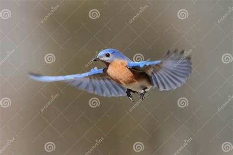 Bluebird In Flight Stock Image Image Of Avian Songbird 15416705