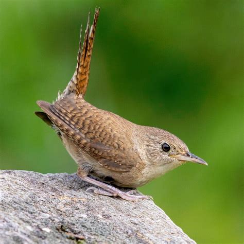 Little Brown Birds Online Birding Class — Treesong Nature Awareness And