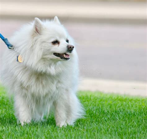 American Eskimo Dog Stock Image Image Of Beautiful 109958701