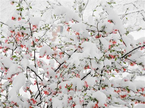 Snow Covered Quince Flowers